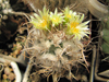 Turbinicarpus schmiedickeanus