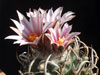 Turbinicarpus schmiedickeanus