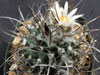 Turbinicarpus schmiedickeanus