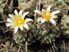 Turbinicarpus schmiedickeanus