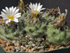 Turbinicarpus schmiedickeanus