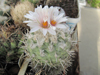 Turbinicarpus schmiedickeanus