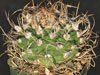 Turbinicarpus schmiedickeanus