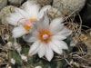 Turbinicarpus schmiedickeanus