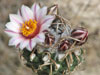 Turbinicarpus schmiedickeanus