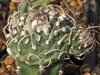 Turbinicarpus schmiedickeanus