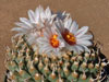 Turbinicarpus schmiedickeanus