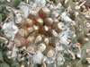 Turbinicarpus schmiedickeanus