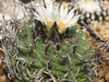 Turbinicarpus schmiedickeanus