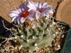 Turbinicarpus schmiedickeanus