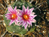 Turbinicarpus schmiedickeanus