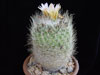 Turbinicarpus subterraneus