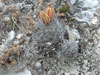 Turbinicarpus subterraneus