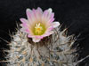 Turbinicarpus subterraneus