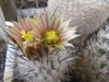 Turbinicarpus subterraneus