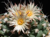 Turbinicarpus swobodae