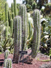 Echinopsis tacaquirensis