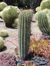 Echinopsis terscheckii