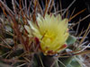 Thelocactus tulensis