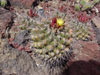 Thelocactus tulensis