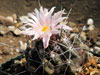 Thelocactus tulensis