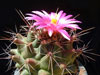 Thelocactus tulensis