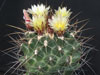 Thelocactus tulensis