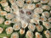 Turbinicarpus valdezianus