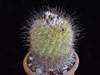 Turbinicarpus viereckii