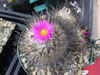 Turbinicarpus viereckii