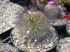 Turbinicarpus viereckii