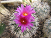 Turbinicarpus viereckii