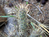 Tephrocactus weberi