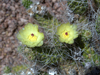 Tephrocactus weberi