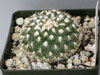 Turbinicarpus x mombergeri