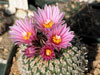 Turbinicarpus x pulcherrimus