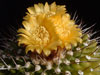 Uebelmannia gummifera