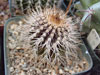 Uebelmannia pectinifera