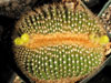 Uebelmannia pectinifera