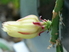 Hylocereus minutiflorus