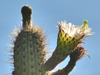 Weberbauerocereus cuzcoensis