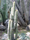 Weberbauerocereus johnsonii