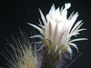 Weberbauerocereus johnsonii