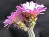 Echinocereus waldeisii