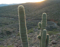 Cactus Picture Contest 11a2