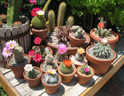 Cactus Picture Contest 19