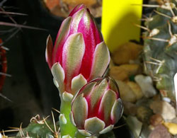 Cactus Picture Contest 33