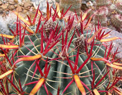 Cactus Picture Contest 40