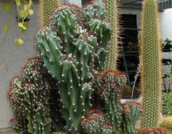 Cactus Picture Contest 9