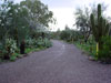 picture from boyce thompson arboretum
